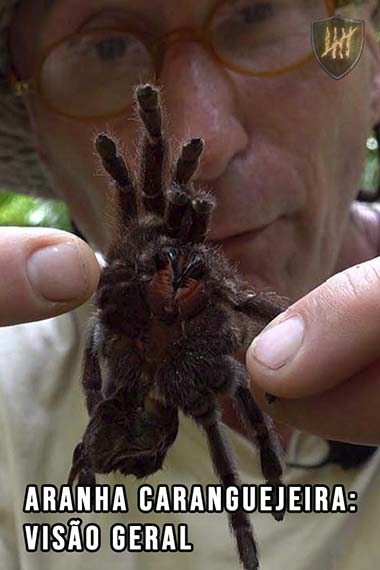 Aranha caranguejeira: Visão geral